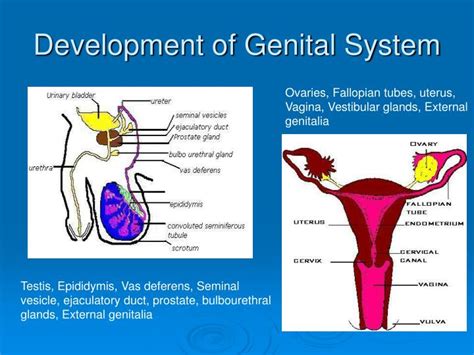 genitals meaning.